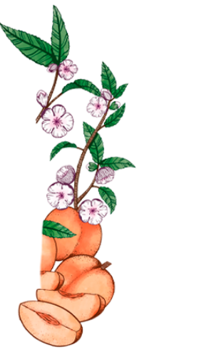 peachy-dreams-flowers-right (1)
